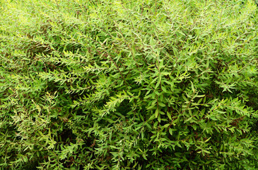 Green bushes with small leaves