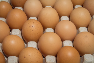 Organic Eggs