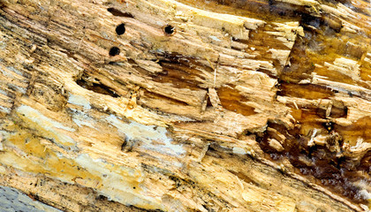 Spróchniałe Drzewo  © Wojciech Lisiński