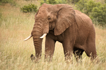 Fototapeta premium Lone African elephant bull moving through the lush grass after the good summer rains 