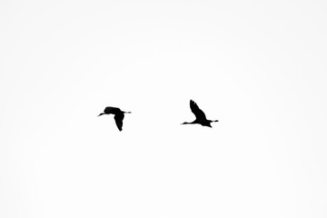 Sand hill cranes