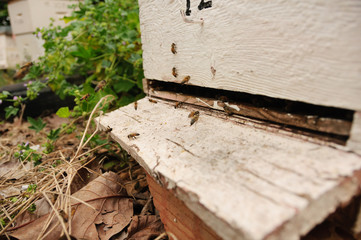 Honey Bees on Hive