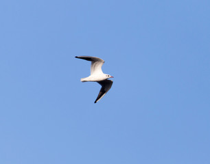 seagull in flight in the sky