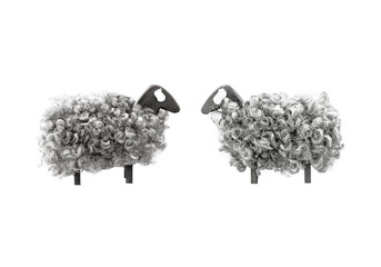 Sheep twins on white background.
