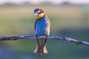 tropical rare bird sitting on a branch