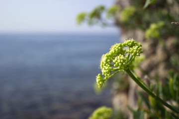 Samphire Crithmum maritimum plant in Mediterranean. Green flower