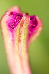 red flower in nature. macro