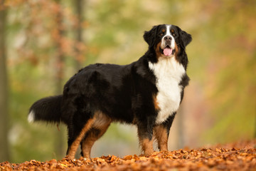 Berner Sennenhund Dog