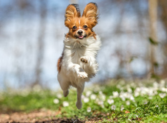 Terrier dog during spring