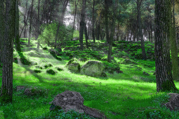 First rays of light in the dark forest