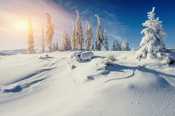 magical winter snow covered tree 