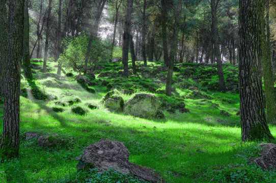 Fototapeta First rays of light in the dark forest