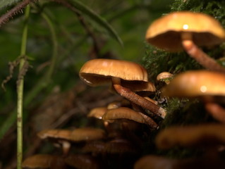 Kleiner brauner Pilz