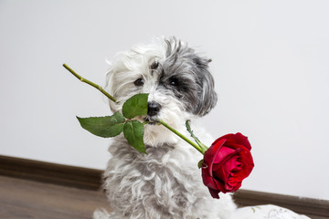 dog in love with red rose in the mouth on valentines day