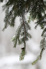 Twigs of tree in ice after a freezing rain storm