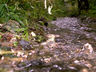 Bächlein im Wald