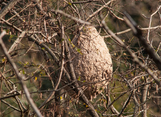Asian hornet's nest 
