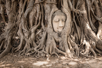 Amazing Old Buddha Head in tree roots at Mahatat Temple, Ayuttaya, Thailand