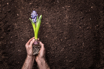 Spring - Hyacinth flower in man hands on soil background