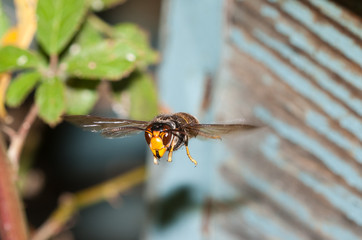 Asian hornet in flight next to a hive of bees 