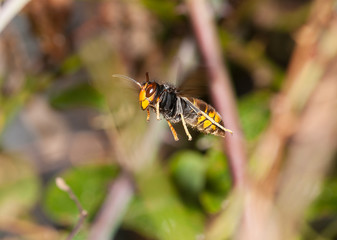 Asian hornet in flight 