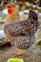 Hen in the courtyard