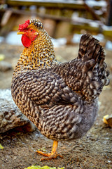 Hen in the courtyard
