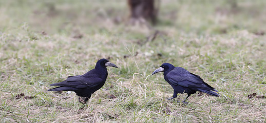ravens in search of food...