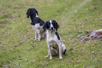 Working Dogs In The Field