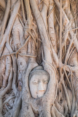 Head of Buddha statue in the tree roots at Wat Mahathat temple,  the historical Park of Ayutthaya