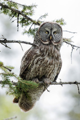 Great Grey Owl