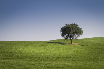 Obraz premium Lone tree in the green field