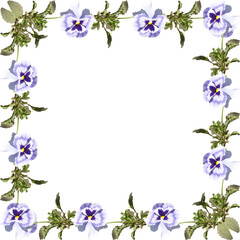 The frame of pansies on a white background 