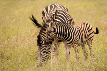 Burchell’s zebra mare grazing with her very young foal in close attendance 