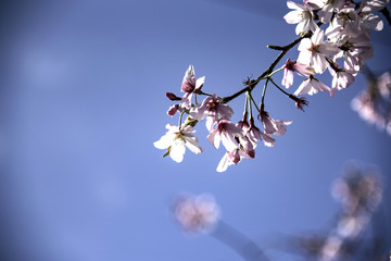 桜と青空
