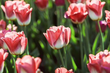 Blossoming red tulips