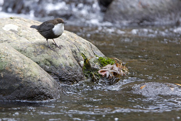 White-throated dipper. Cinclus cinclus