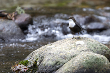 White-throated dipper. Cinclus cinclus