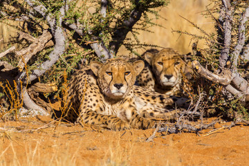Two cheetahs in the Etosha National Park, Namibia