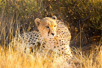 Cheetah in the Etosha National Park, Namibia