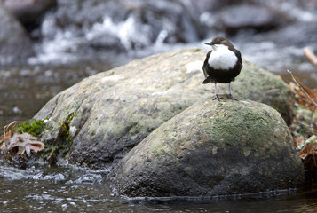 White-throated dipper. Cinclus cinclus