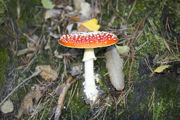 Fliegenpilz (Amanita muscaria) giftige  Pilzart aus der Familie