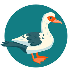  Muscovy Duck funny vector illustration cartoon style