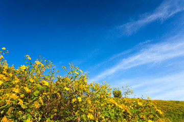 Mexican sunflower field in blue sky