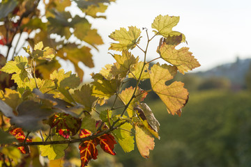 Weinreben im Herbst