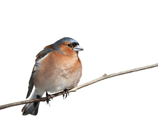 bird Chaffinch sitting in the Park on a branch on white isolated