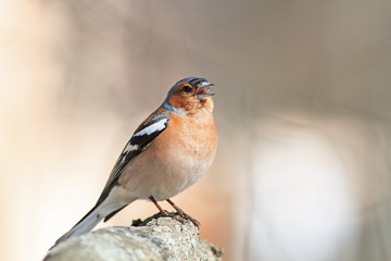 bird Chaffinch sings the song standing in the spring forest in S