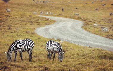 Obraz na płótnie Canvas Zebra portrait on African savanna. Safari in Serengeti, Tanzania