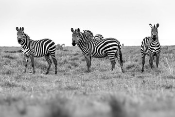 Zebra portrait on African savanna. Safari in Serengeti, Tanzania