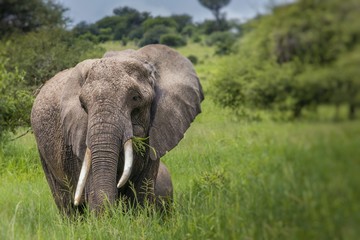 Fototapeta na wymiar Huge African elephant bull in the Tarangire National Park, Tanza
